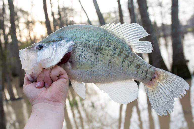 Crappie, bream biting at Sparkleberry Swamp Santee Cooper Life